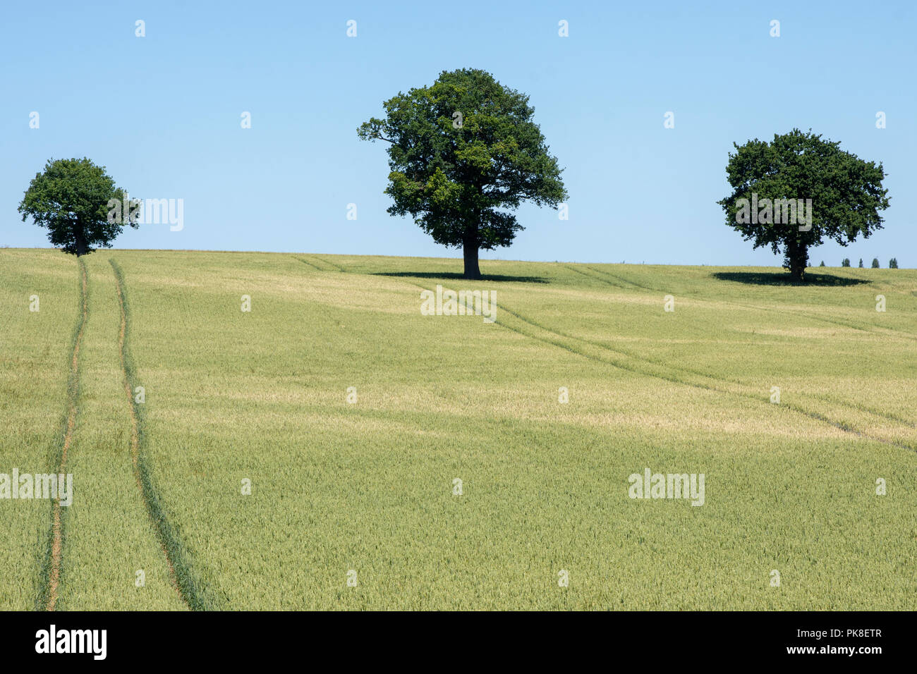 Eichen (Quercus robur) in reifenden Getreide Feld Stockfoto
