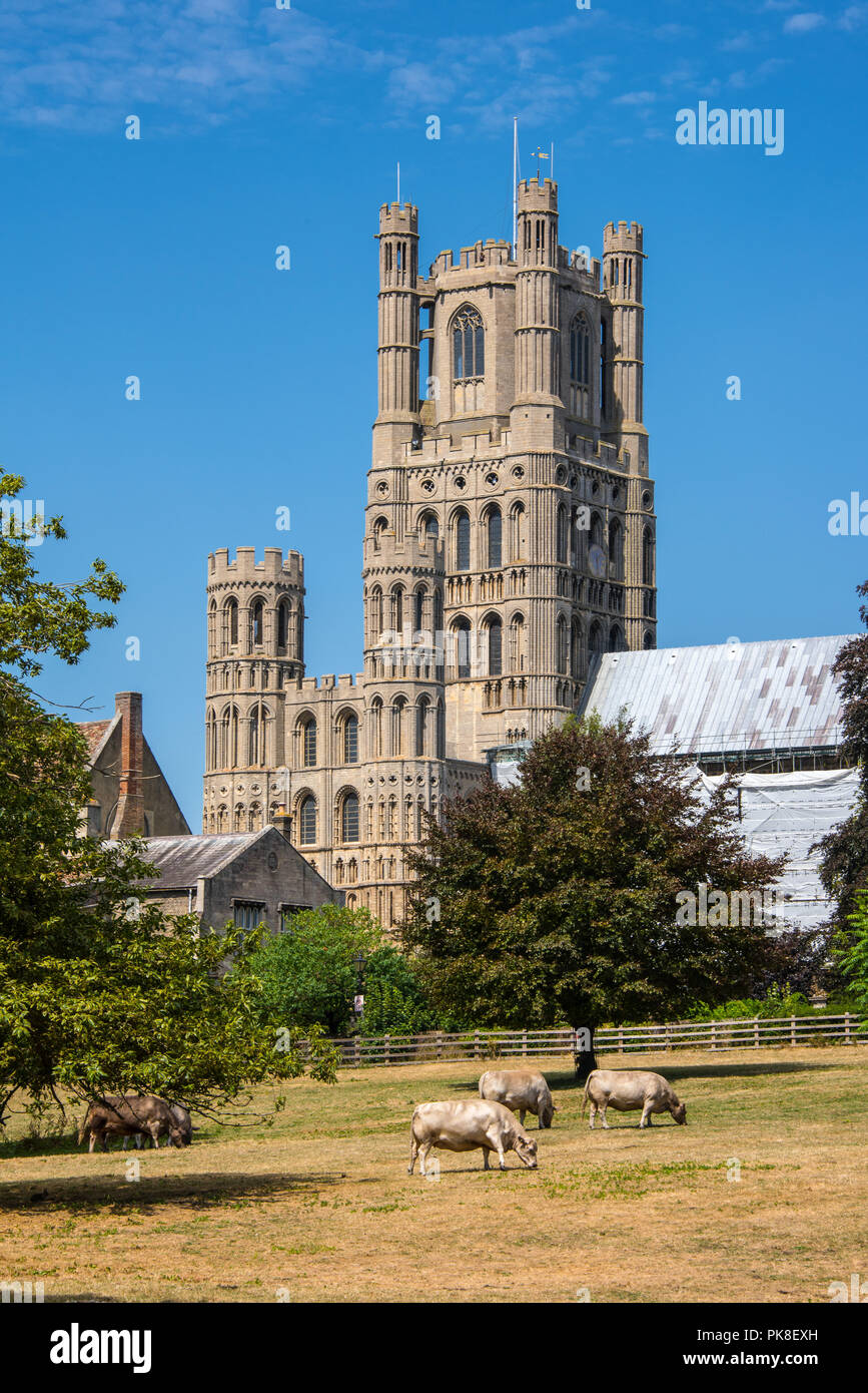 Ely Kathedrale Stockfoto