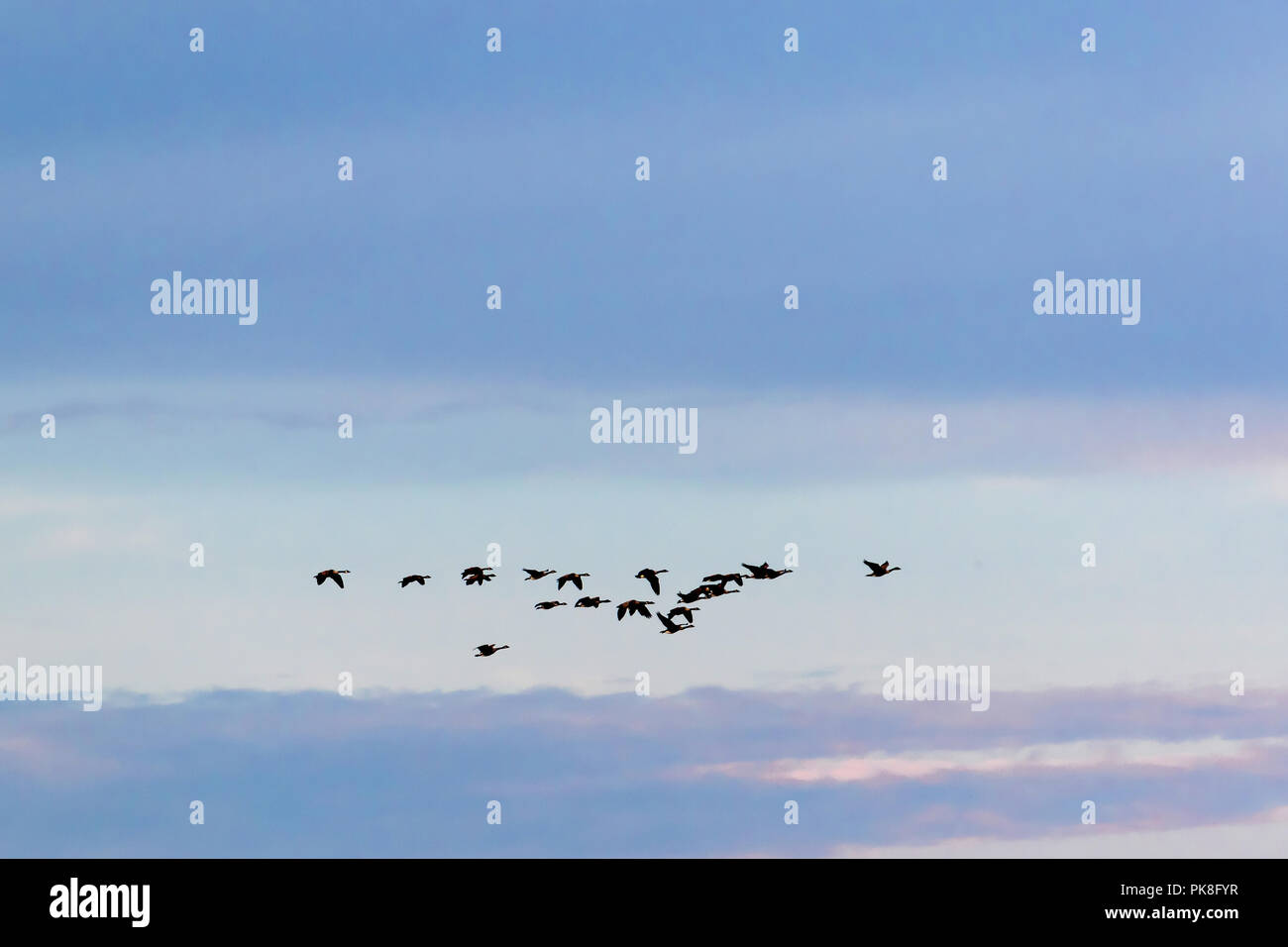 Anfang September im Centre d'Interpretation de la Nature de Lac Boivin, Granby, Québec, Kanada. Die Kanadagänse Start kommen in Zahlen Stockfoto