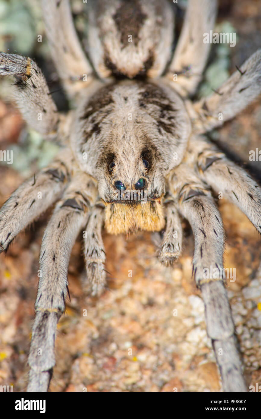 Carolina Wolf Spider (Hogna carolinensis), als der größte wolf spider in den USA von über 2000 Arten. In Castle Rock Colorado uns fotografiert. Stockfoto