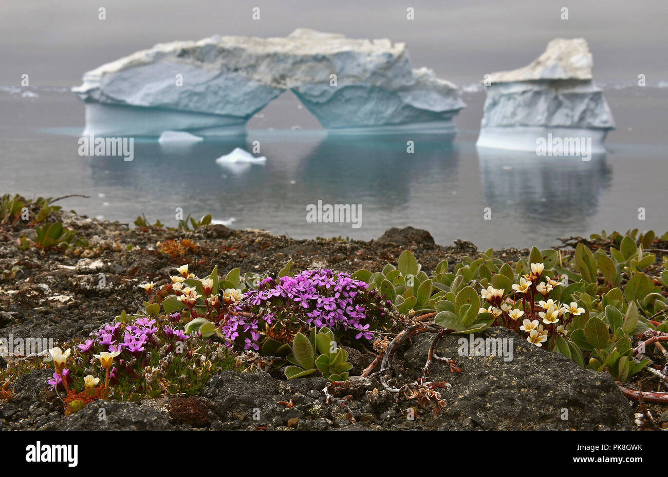 Eisberg schwimmend im Wasser vor der Küste von Grönland. Blumen am Ufer. Natur und Landschaft Grönlands. Stockfoto