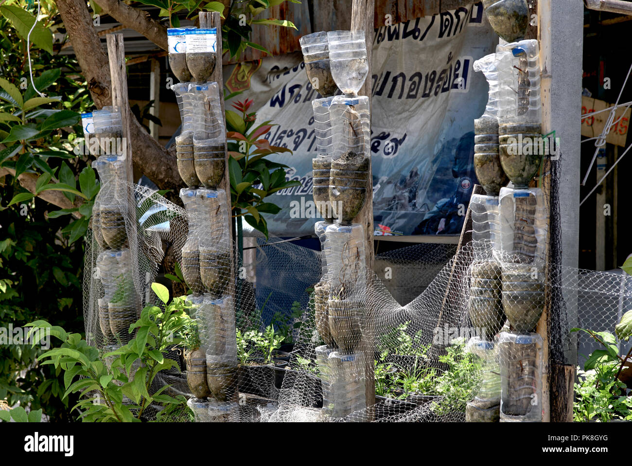 Recyclingpapier Innovation. Plastikflaschen utilsed für Anlage in einem Thailand Gärtnerei wachsende Stockfoto