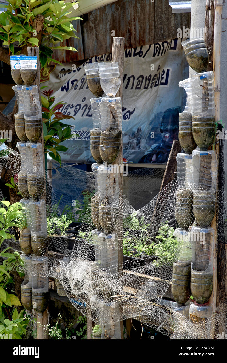 Recyclingpapier Innovation. Plastikflaschen utilsed für Anlage in einem Thailand Gärtnerei wachsende Stockfoto