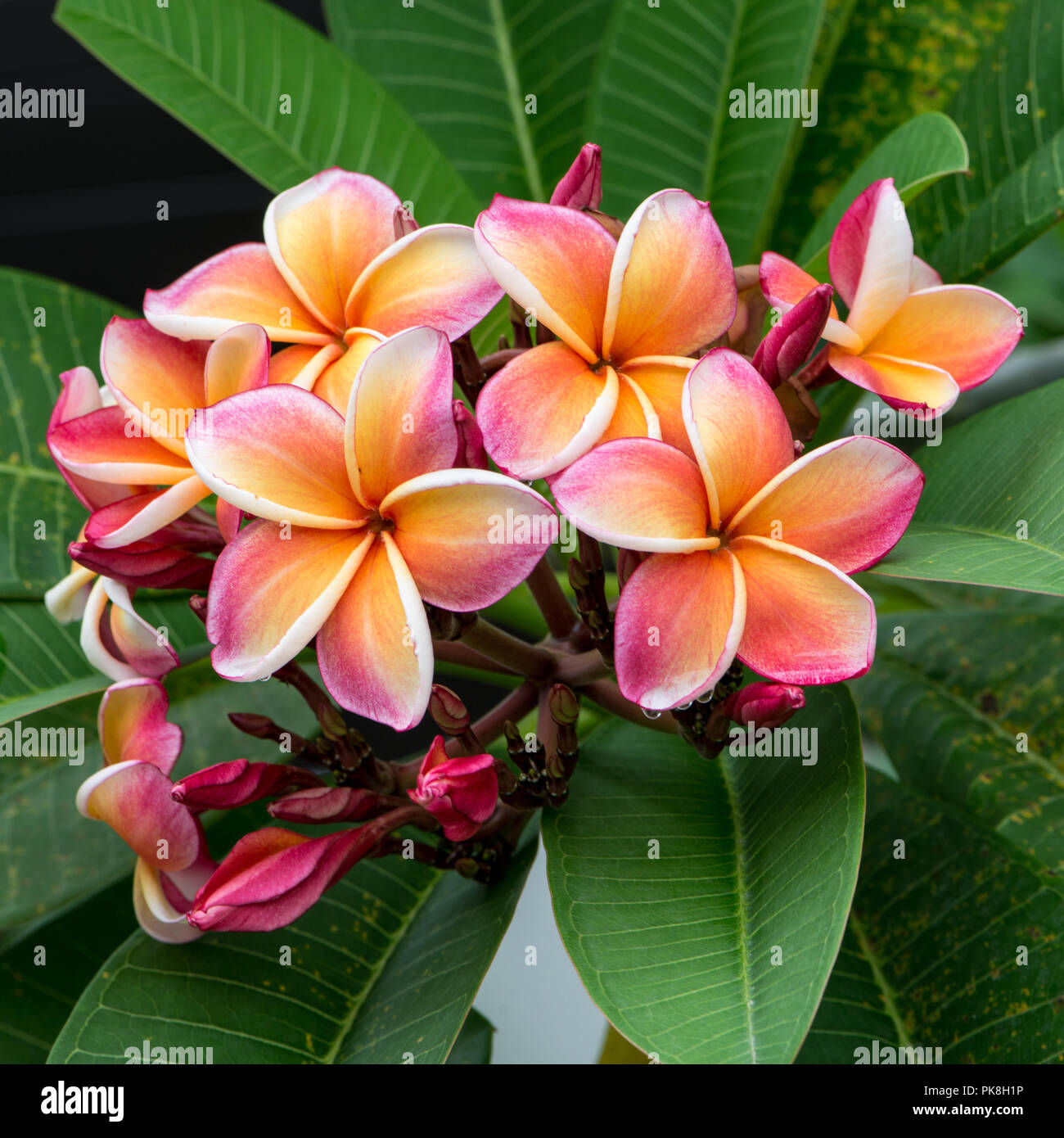 Rote Plumeria oder Frangipani Blumen Stockfoto