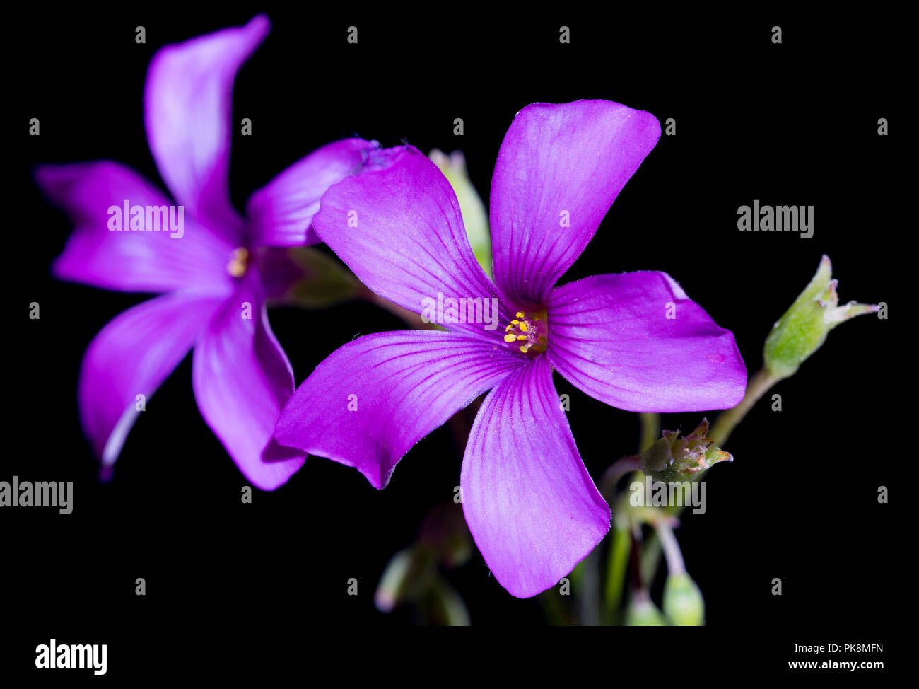 Single Lila Blume Sauerklee (Oxalis), Makro auf schwarzem Hintergrund im Herbst in Großbritannien. Stockfoto