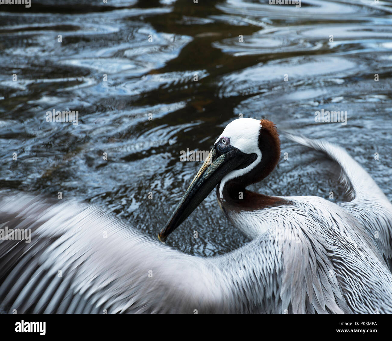 Brown pelican das Leben zu genießen. Stockfoto