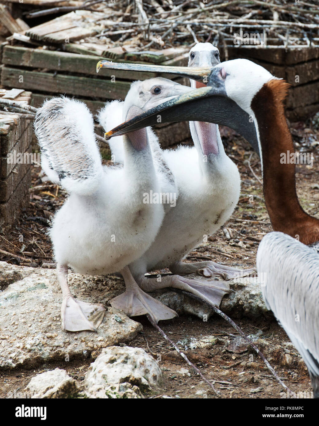 Brown pelican Vogel ihr zwei Babys füttern und das Leben zu genießen. Stockfoto