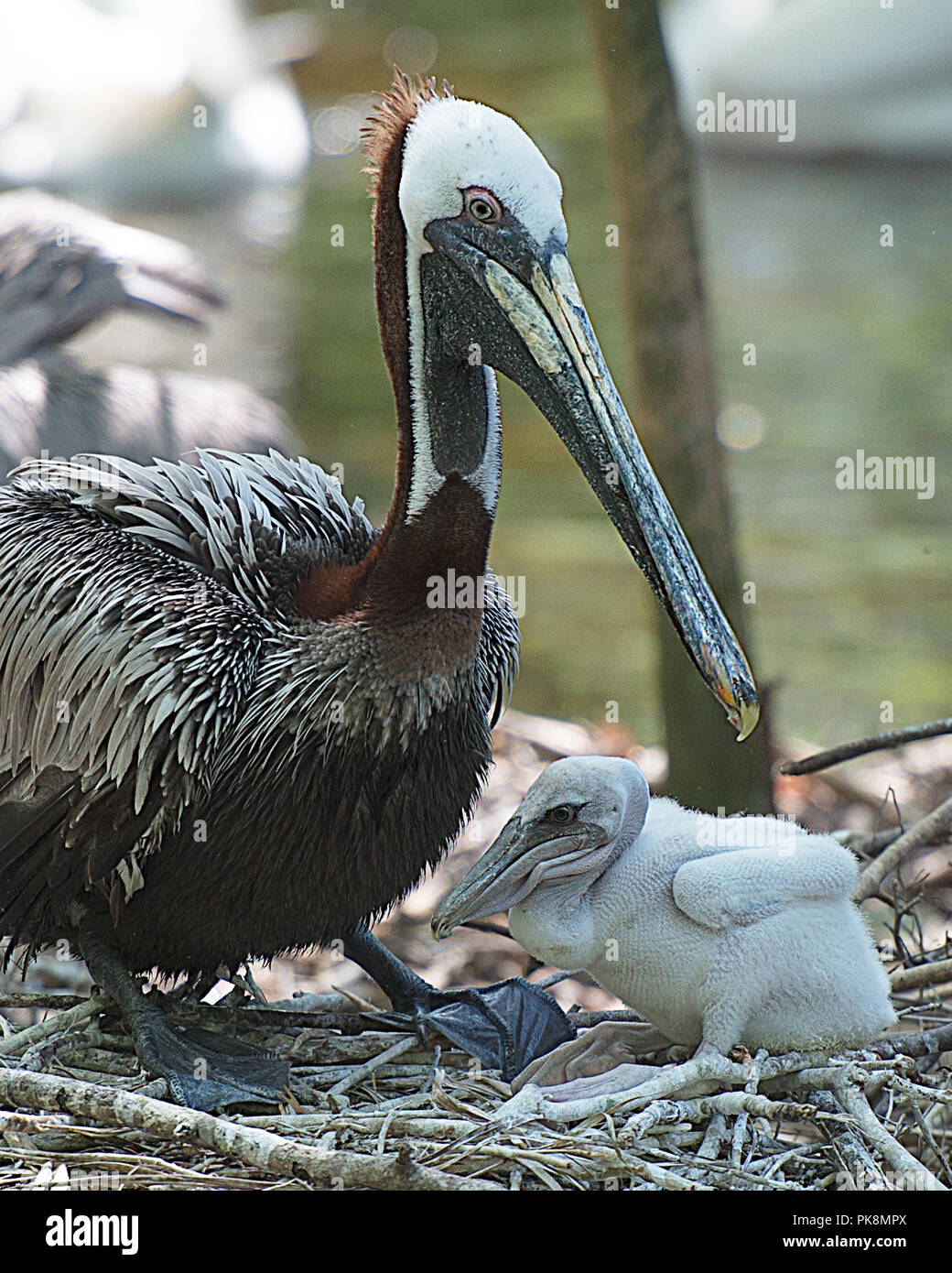 Brown pelican, mit Ihrem Baby das Leben zu genießen. Stockfoto