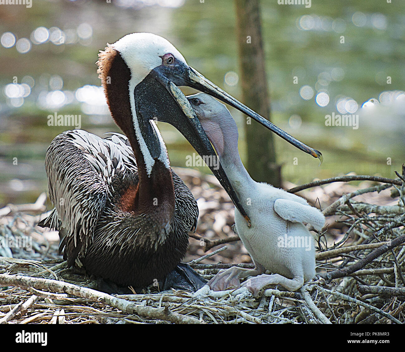 Braune Pelikan, der seine Jungen. Stockfoto