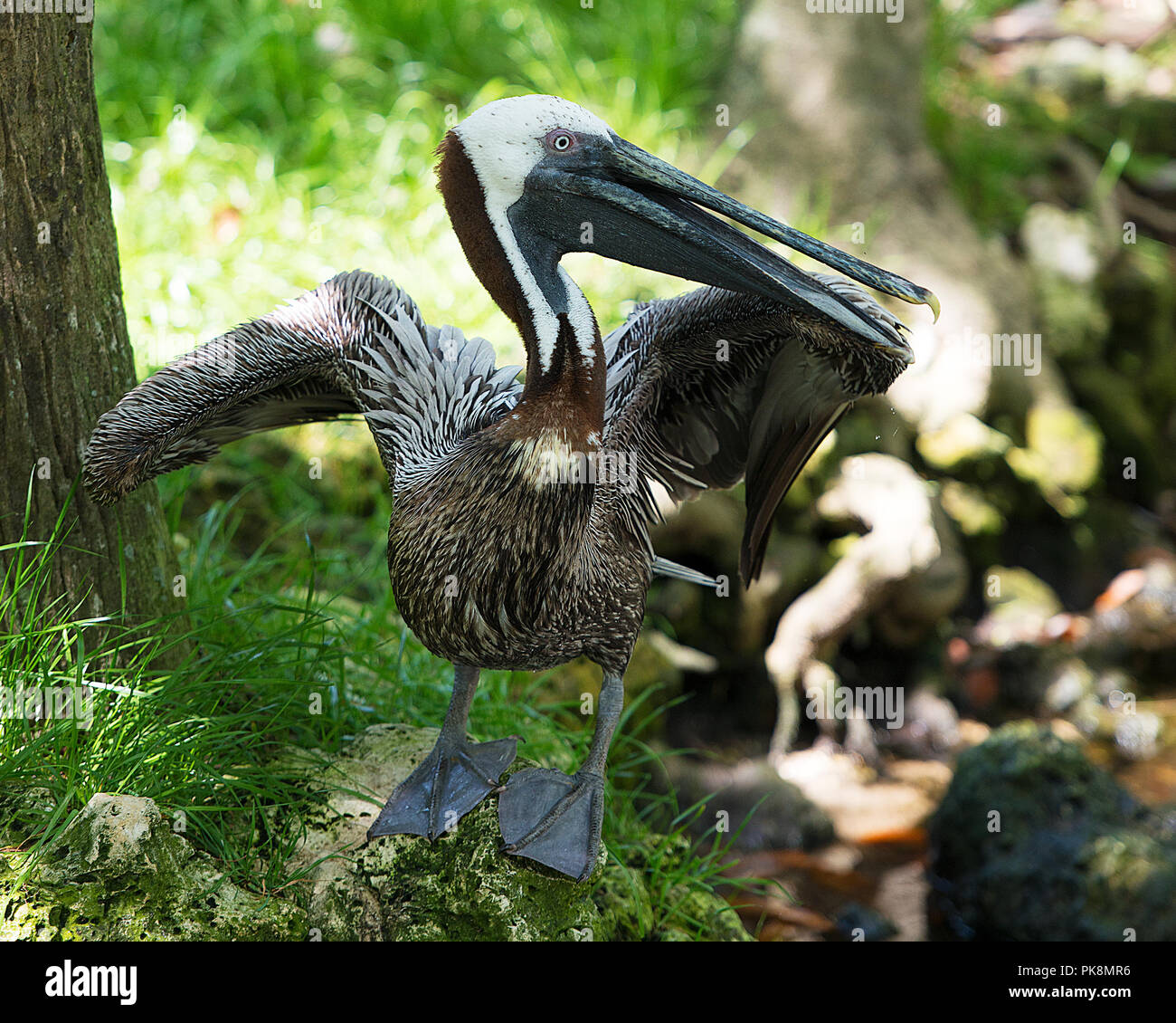 Brauner Pelikan Vogel ihre Jungen füttern mit einem Hintergrund von Laub. Stockfoto