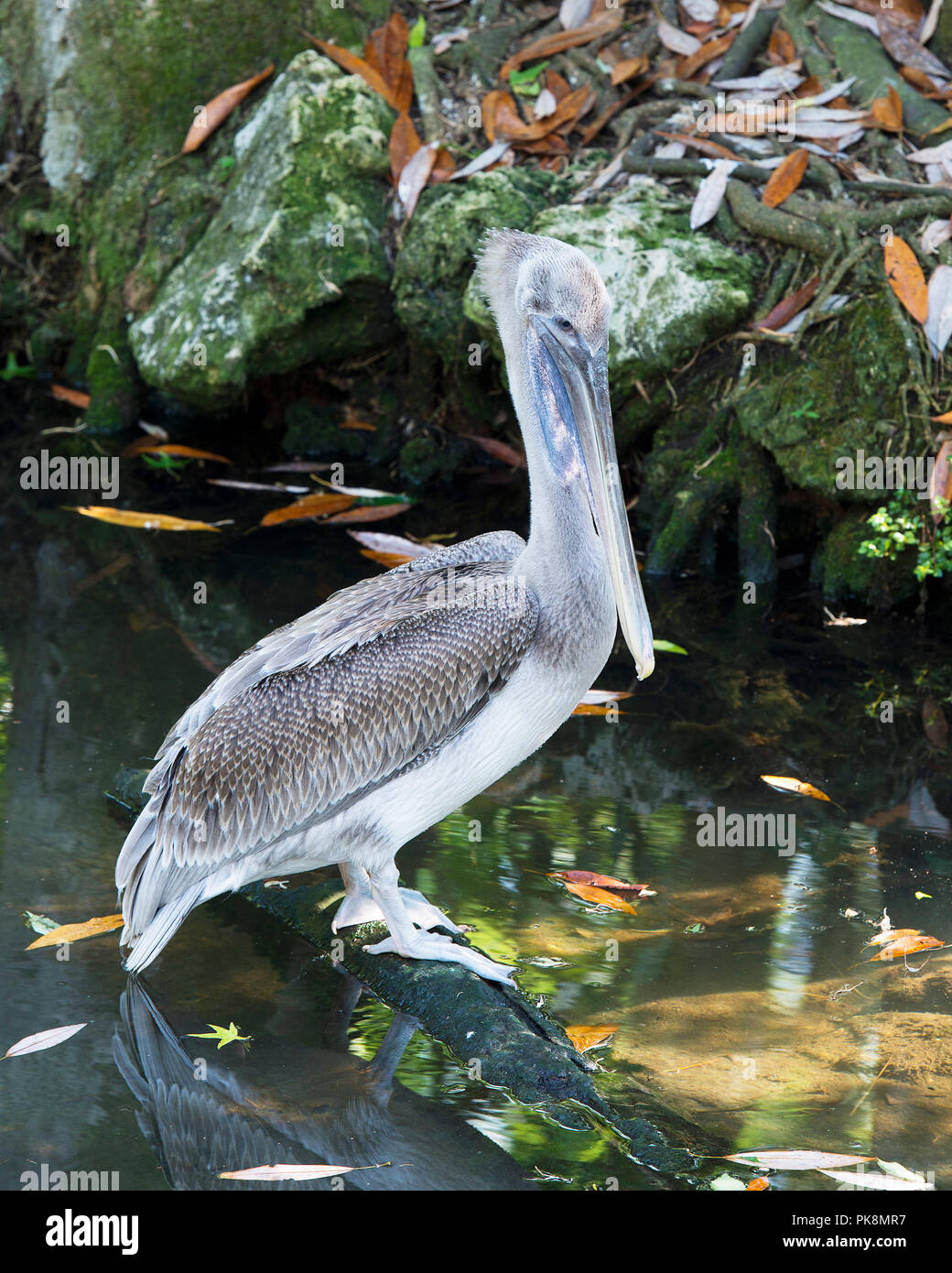 Brown pelican juvenile Vogel durch das Wasser thront auf einem Baumstamm mit einem Hintergrund von Felsen und Moos das Leben zu genießen. Stockfoto