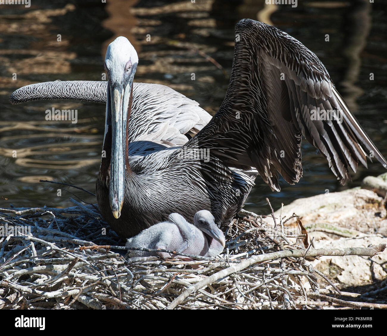 Brown pelican mit ihrer Jungen und das Leben zu genießen. Stockfoto