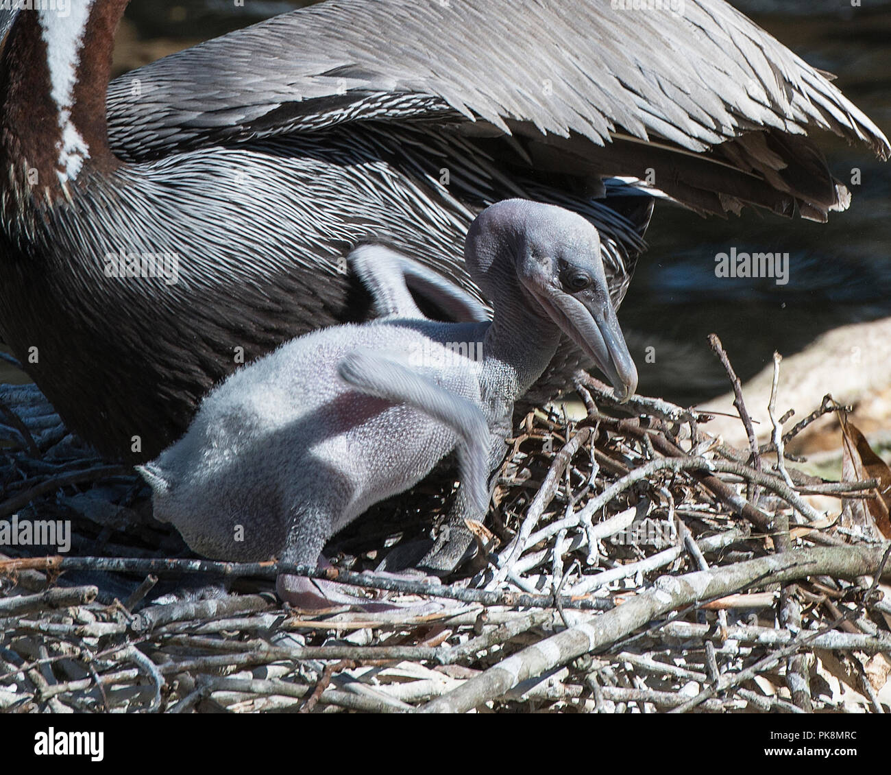 Brown pelican Baby das Leben zu genießen. Stockfoto