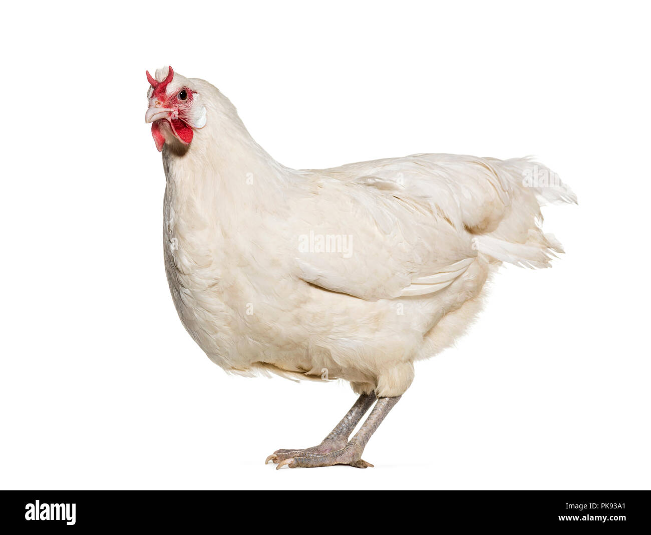 La Fleche Huhn stehend gegen weißen Hintergrund Stockfoto