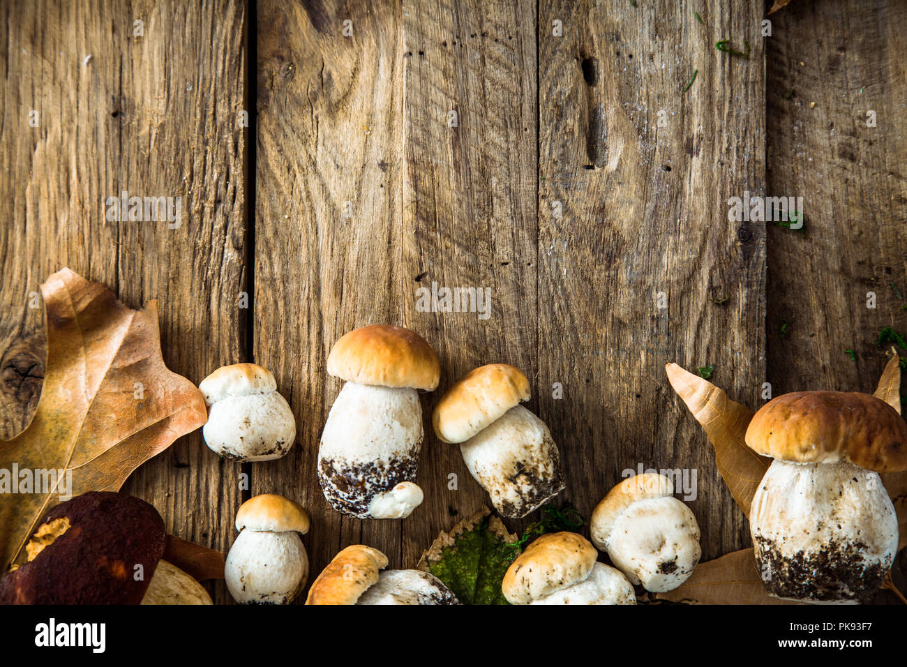 Pilz über Holz- Hintergrund. Herbst Steinpilze auf Holz. Herbst Wald Obst Stockfoto