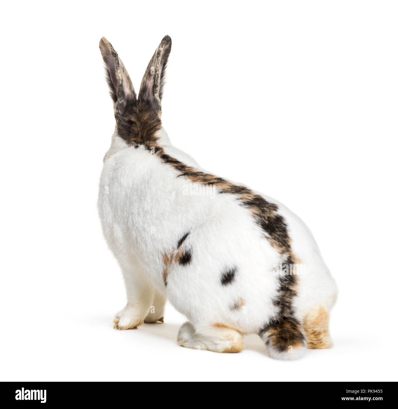 Checkered Riesen kaninchen ist eine Rasse von Kaninchen, die in Deutschland entstanden, sitzend vor weißem Hintergrund Stockfoto