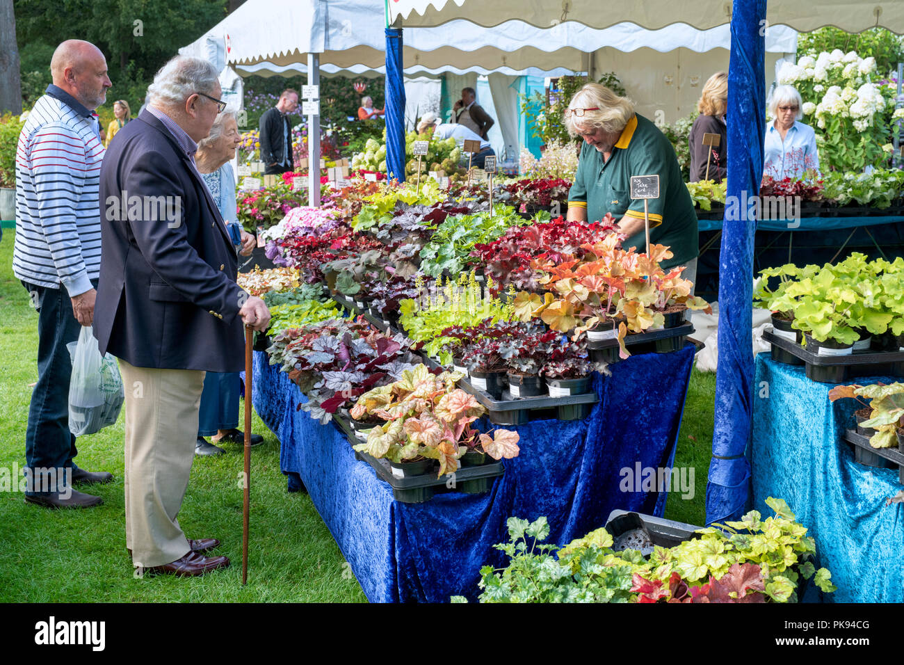 Heucheraholics stall verkaufen heucherella Pflanzen im RHS Wisley Flower Show 2018. Surrey. Großbritannien Stockfoto