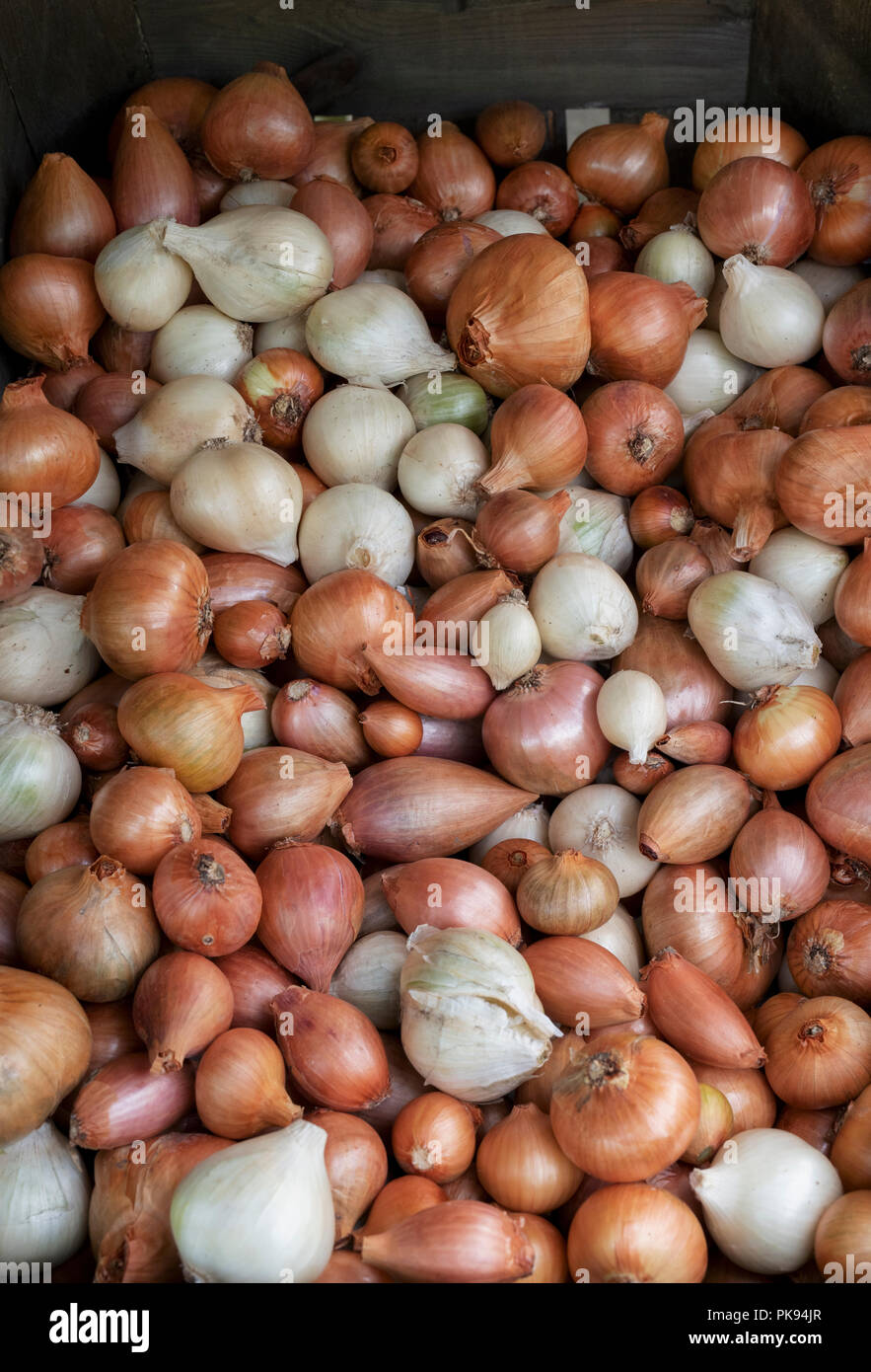 Allium cepa Aggregatum. Geerntet Schalotten in eine Holzkiste Stockfoto