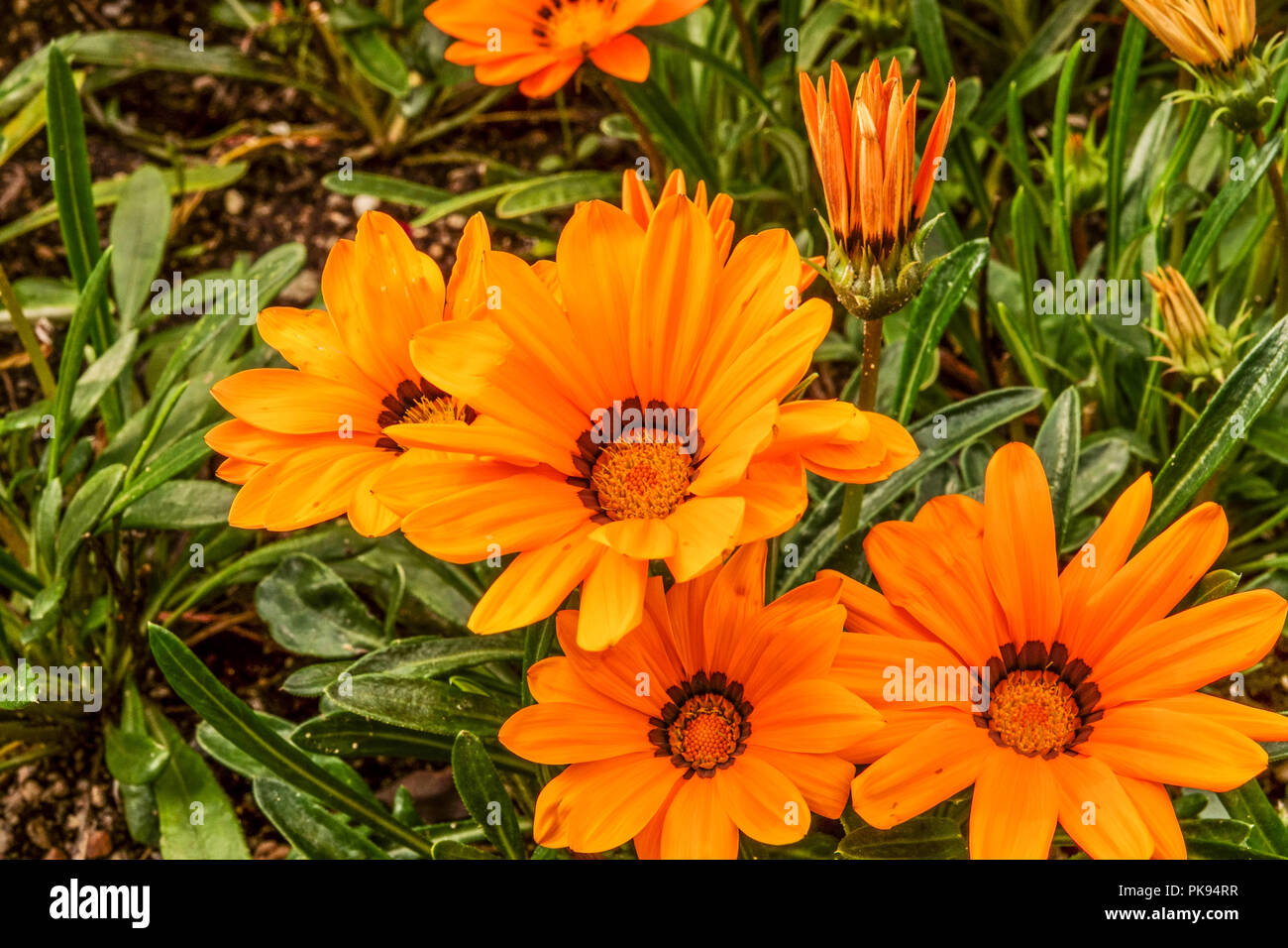 Gazania rigens 'Orange Kiss', Schatz Blume Stockfoto