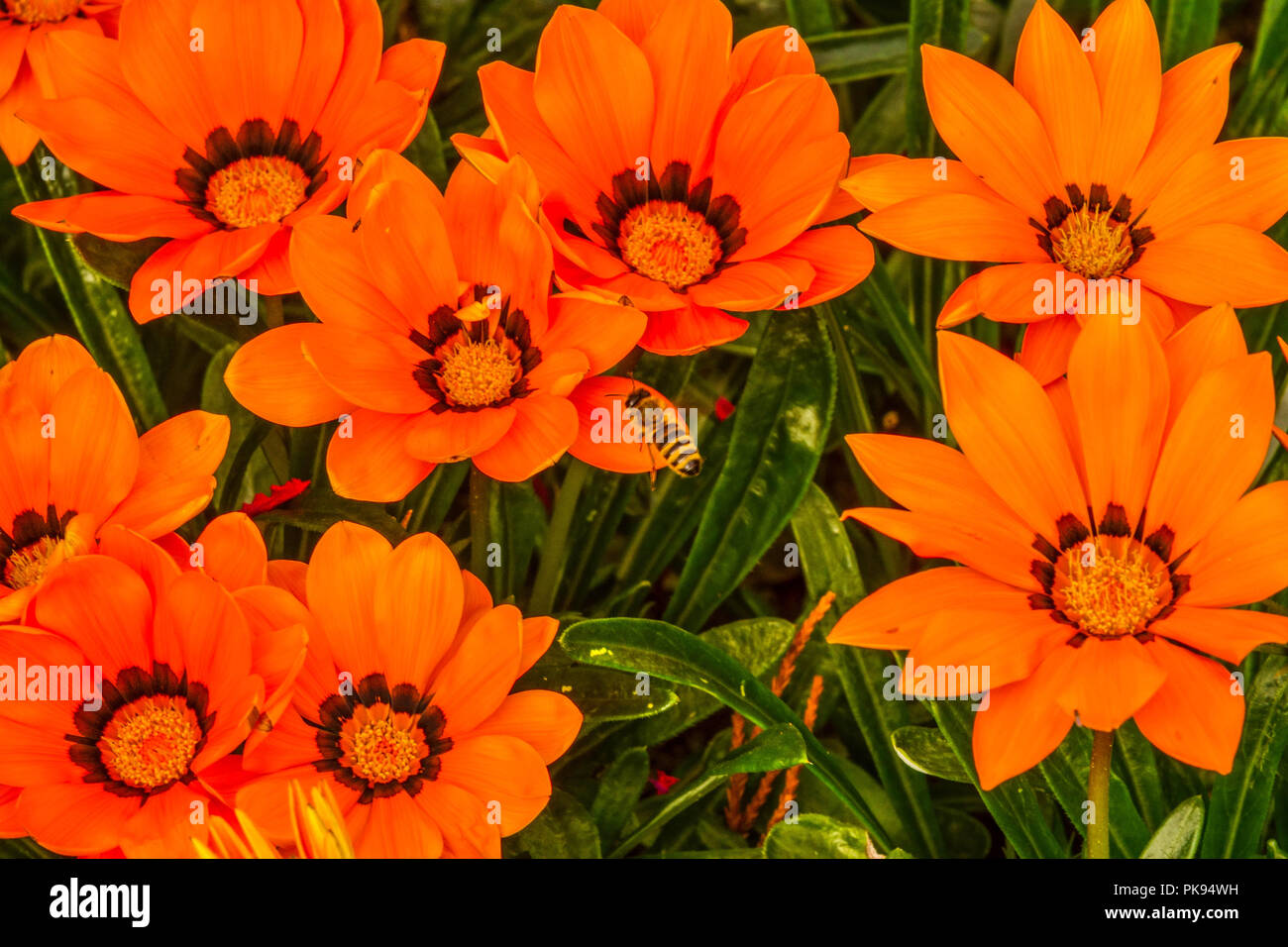 Gazania rigens 'Orange Kiss', Schatz Blume Stockfoto