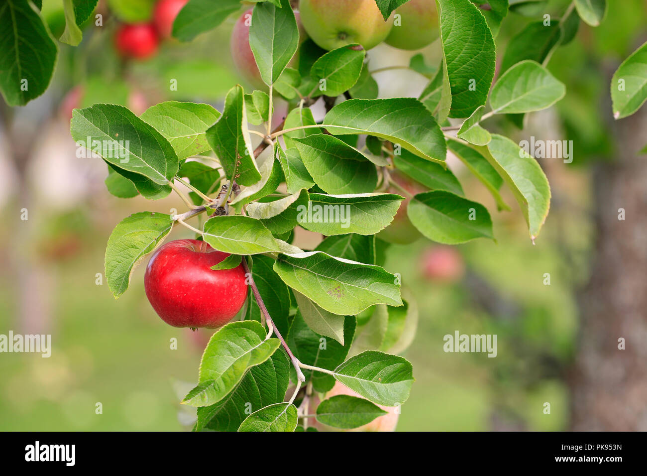 Rote reife Apple wächst auf der apple tree branch mit grünem Laub im frühen Herbst. Stockfoto