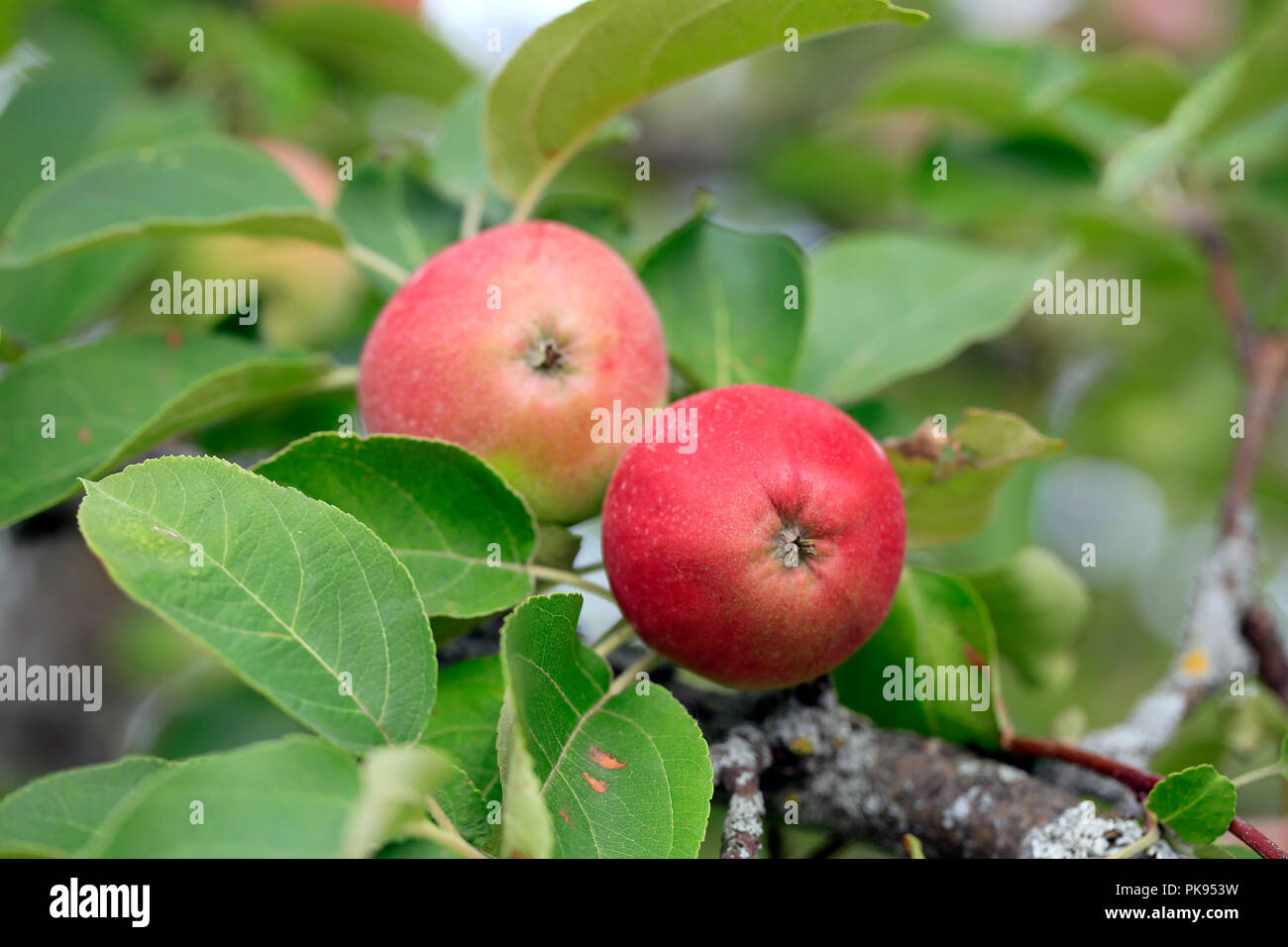 Zwei rote Äpfel wachsen auf dem Apfelbaum, flachen Freiheitsgrad. Stockfoto