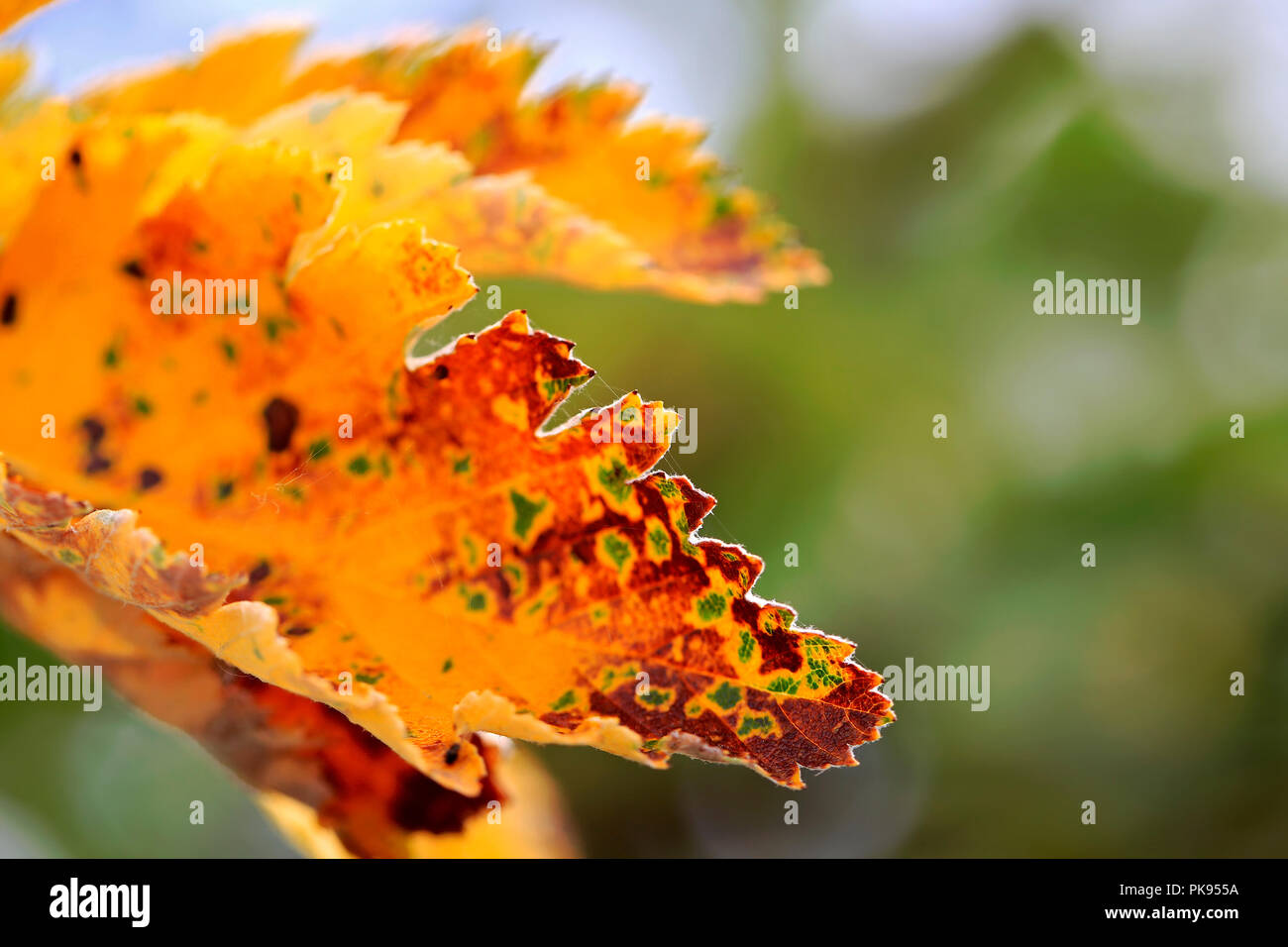 Nahaufnahme des gelben Crataegus Blätter im Herbst, Kopieren nach rechts zu bewegen, geringe Tiefenschärfe. Stockfoto