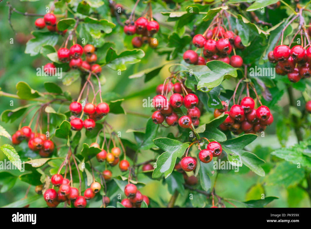 Crataegus Weißdorn, thornapple, Mai - Baum, Weißdorn, oder hawberry Beeren auf Zweig Makro Stockfoto