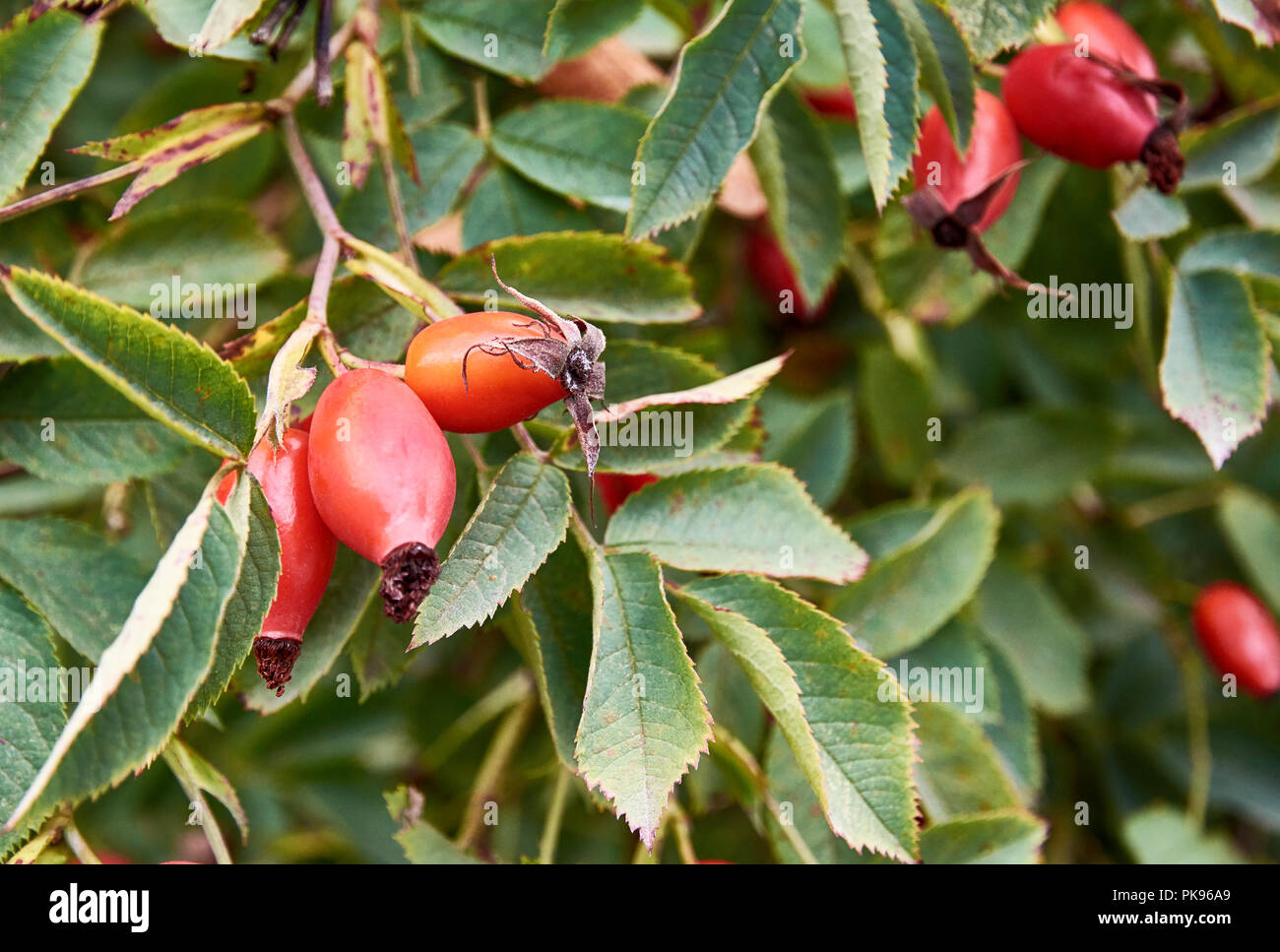 Nahaufnahme der Früchte und Blätter der Hagebutten an einem Baum im Herbst Tag Stockfoto