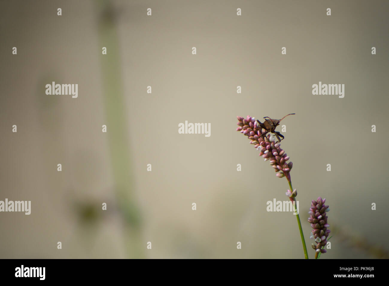 Mit plateausohle Shield Bug auf Snakeweed gegen verschwommenen Hintergrund Stockfoto