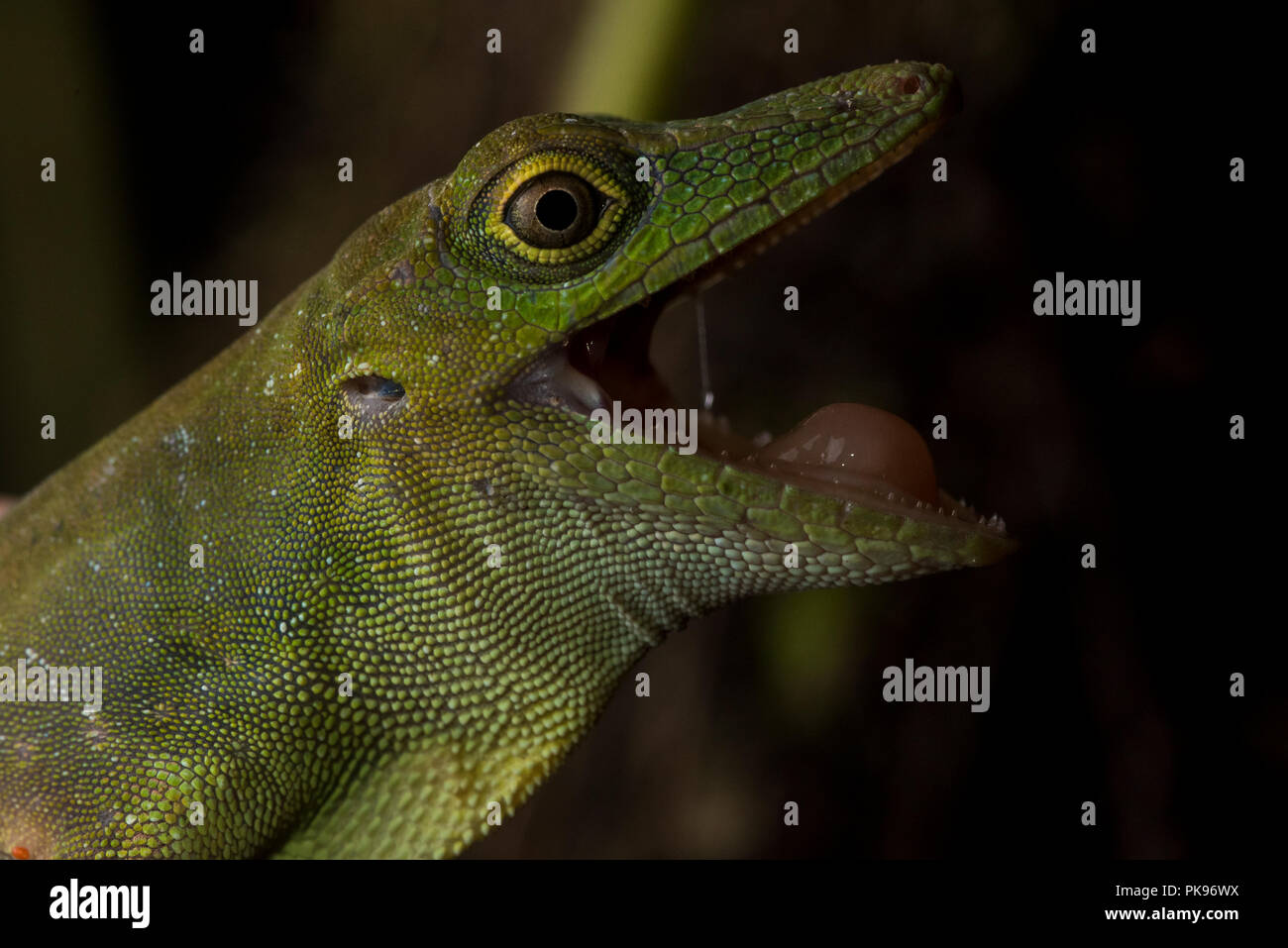 Eine verärgerte Amazon gesichtet (anole Anolis punctatus) öffnet seinen Mund in eine Bedrohung darstellen. Stockfoto