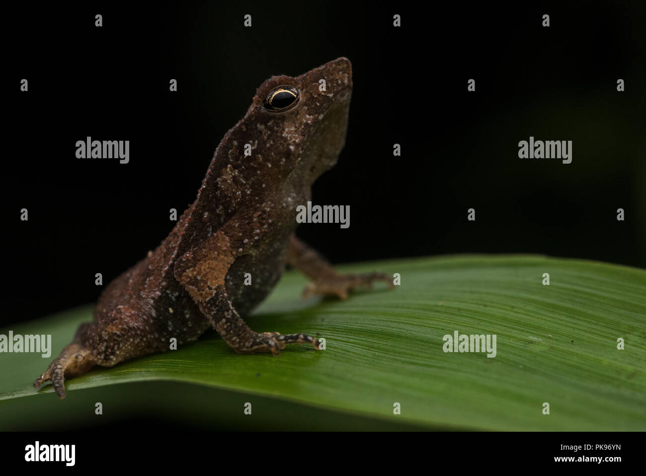 Die Südamerikanischen Erdkröte (Rhinella margaritifera) auch als crested Kröte aus dem südlichen Peru nicht weit von der bolivianischen Grenze bekannt. Stockfoto