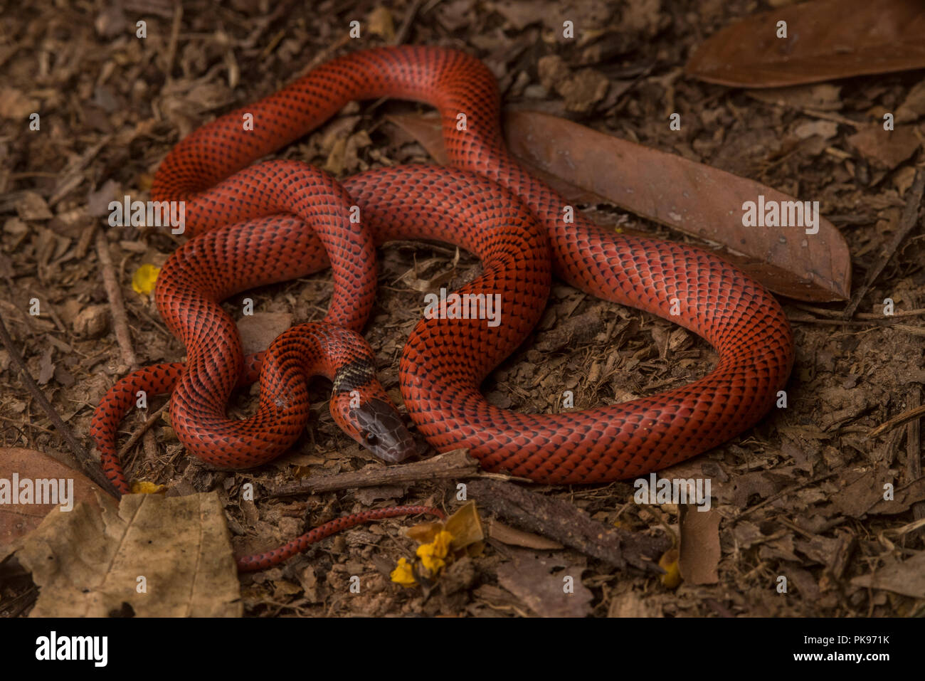 Tschudis Falsche Korallenschlange Stockfotos Und Bilder Kaufen Alamy