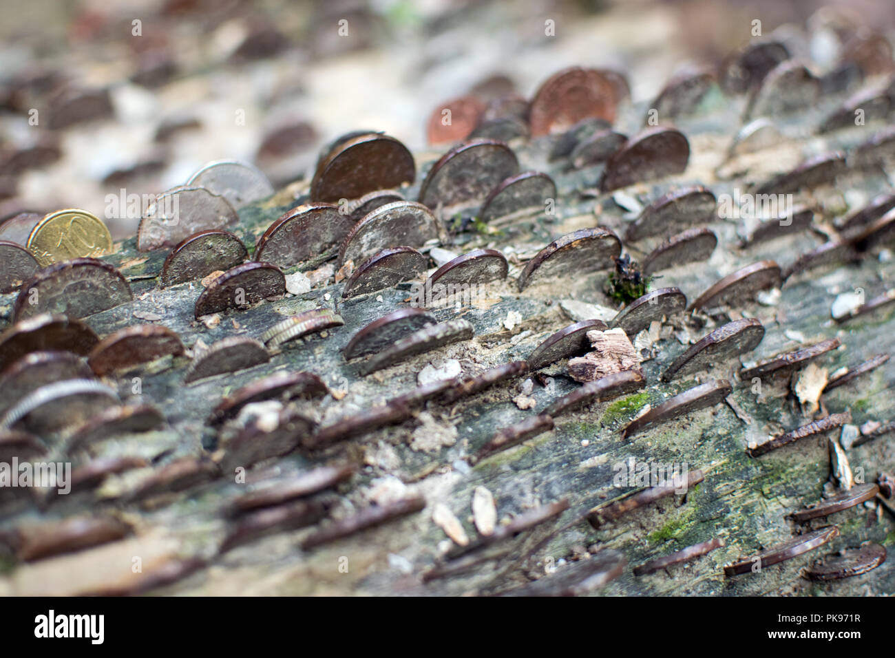 Münzen in einen Wunsch Baum Baum-St Nectans Glen, Cornwall, Großbritannien Stockfoto