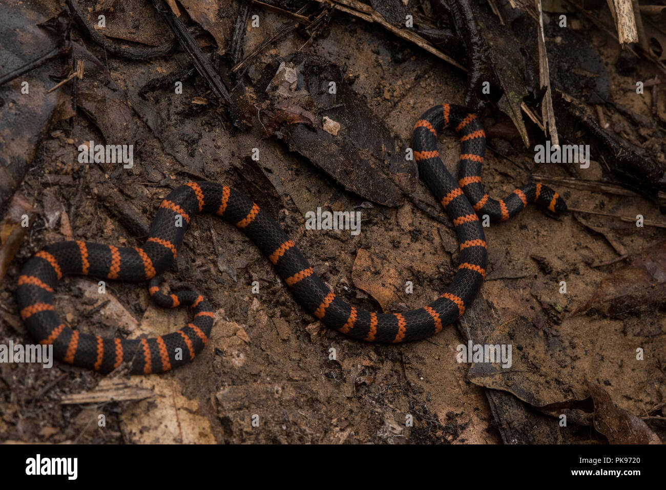 Gefährlich giftigen Micrurus annellatus von Madre de Dios, Peru. Der Reim Rot & Gelb, töten ein Gefährte, Rot & Schwarz, Freund von Jack nicht gilt. Stockfoto