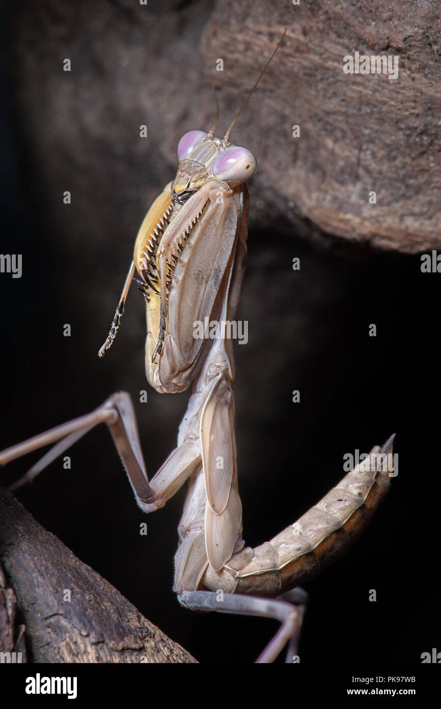 Eine aufrechte Nahaufnahme Foto einer Mantis es im Detail das Insekt in eine betende Position zeigt Stockfoto