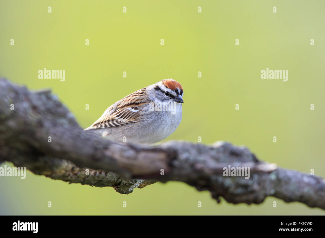 Chipping sparrow (Spizella passerina) auf Ast Stockfoto