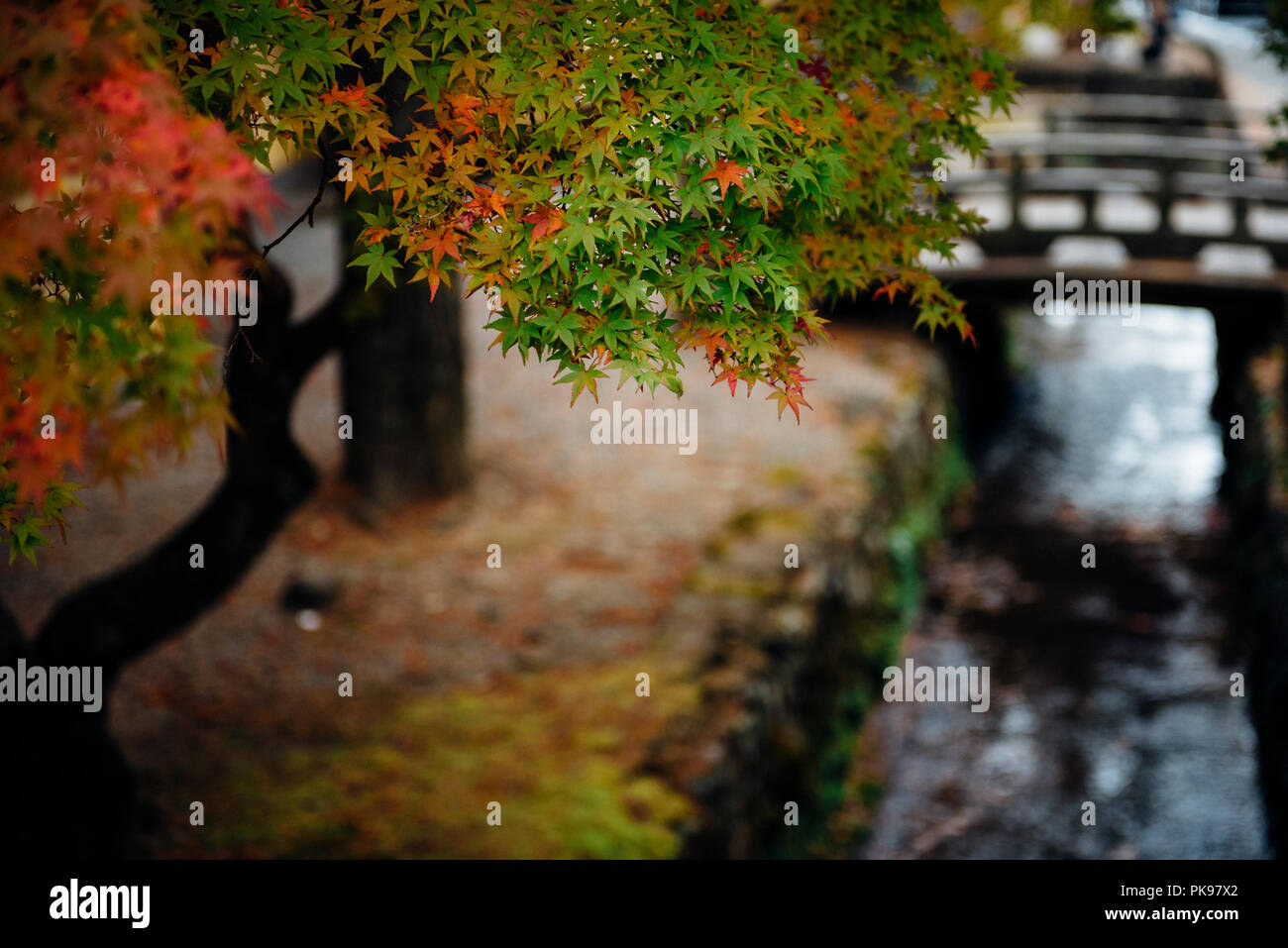 Ahorn, Wakayama, Japan. Stockfoto