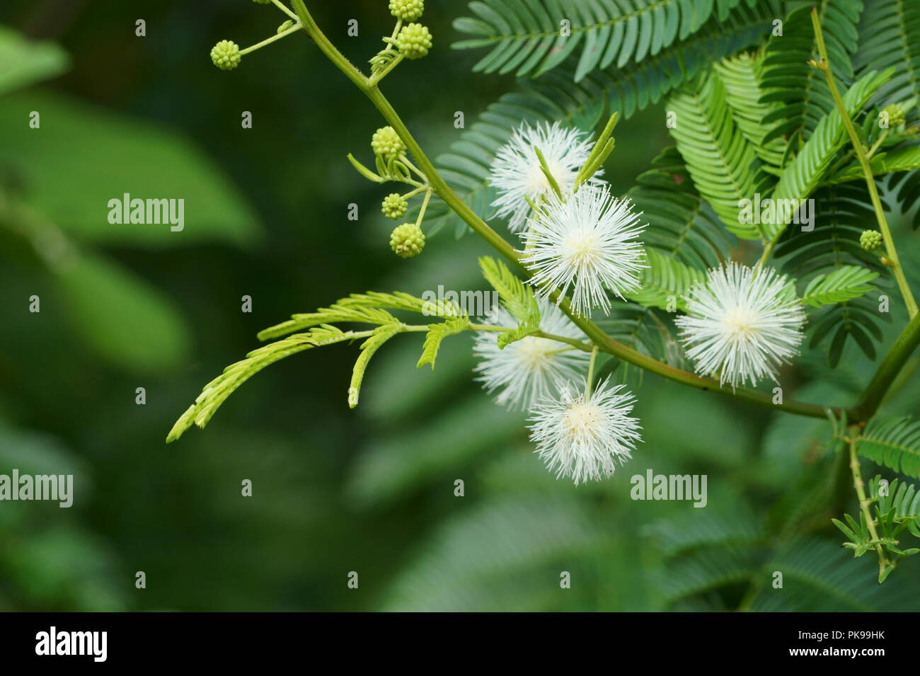 Weiß Mimosa pudica Blumen blühen in den Morgen Stockfoto