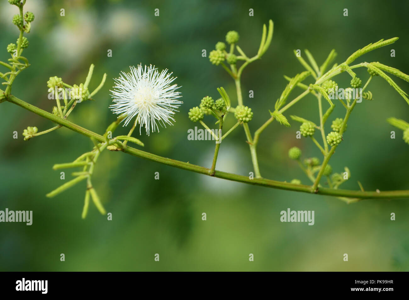Schönheit der Landschaft Blume. Weiß Mimosa pudica Stockfoto