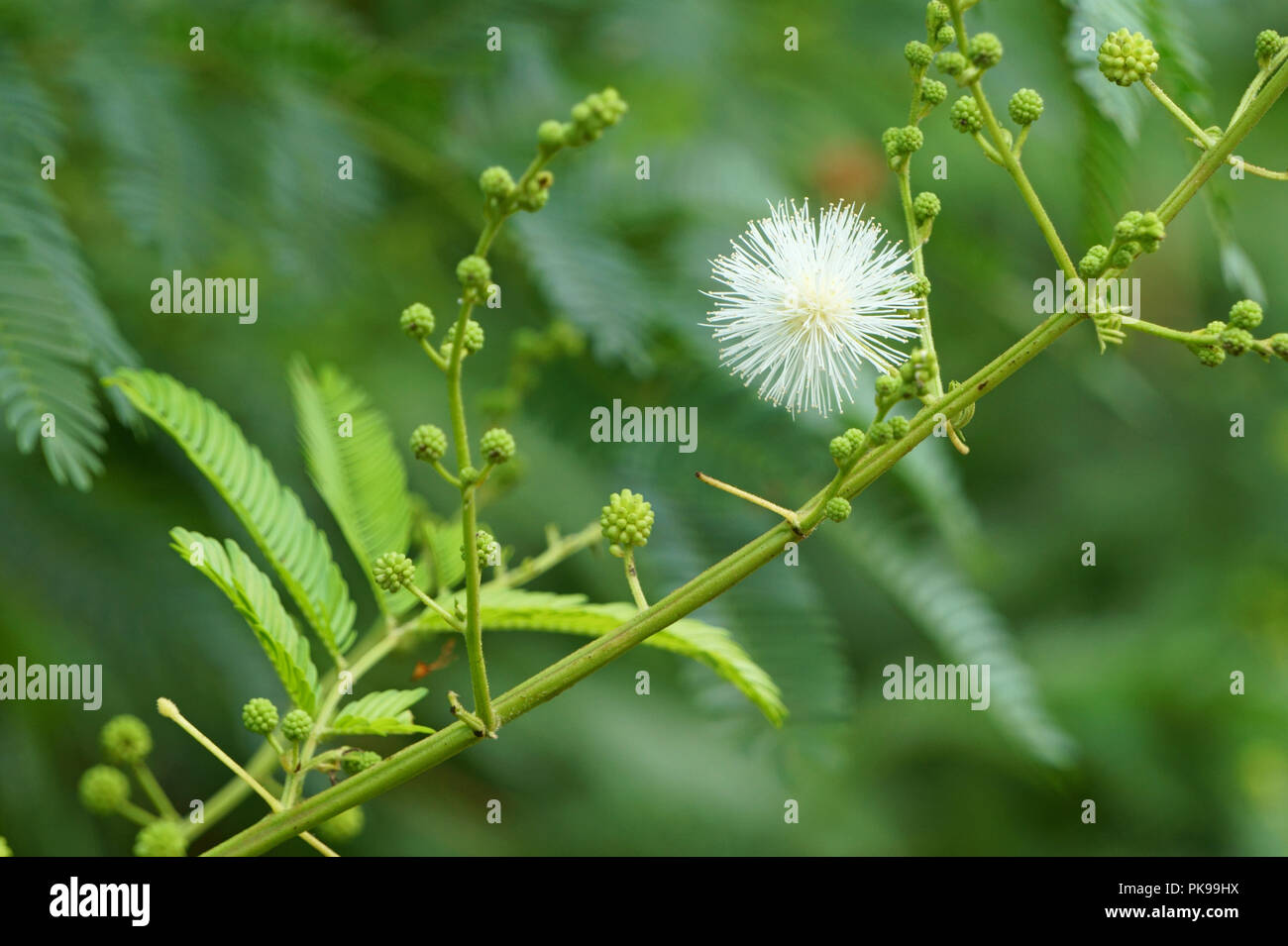 Weiß Mimosa pudica Blüte im Herbst morgen Stockfoto