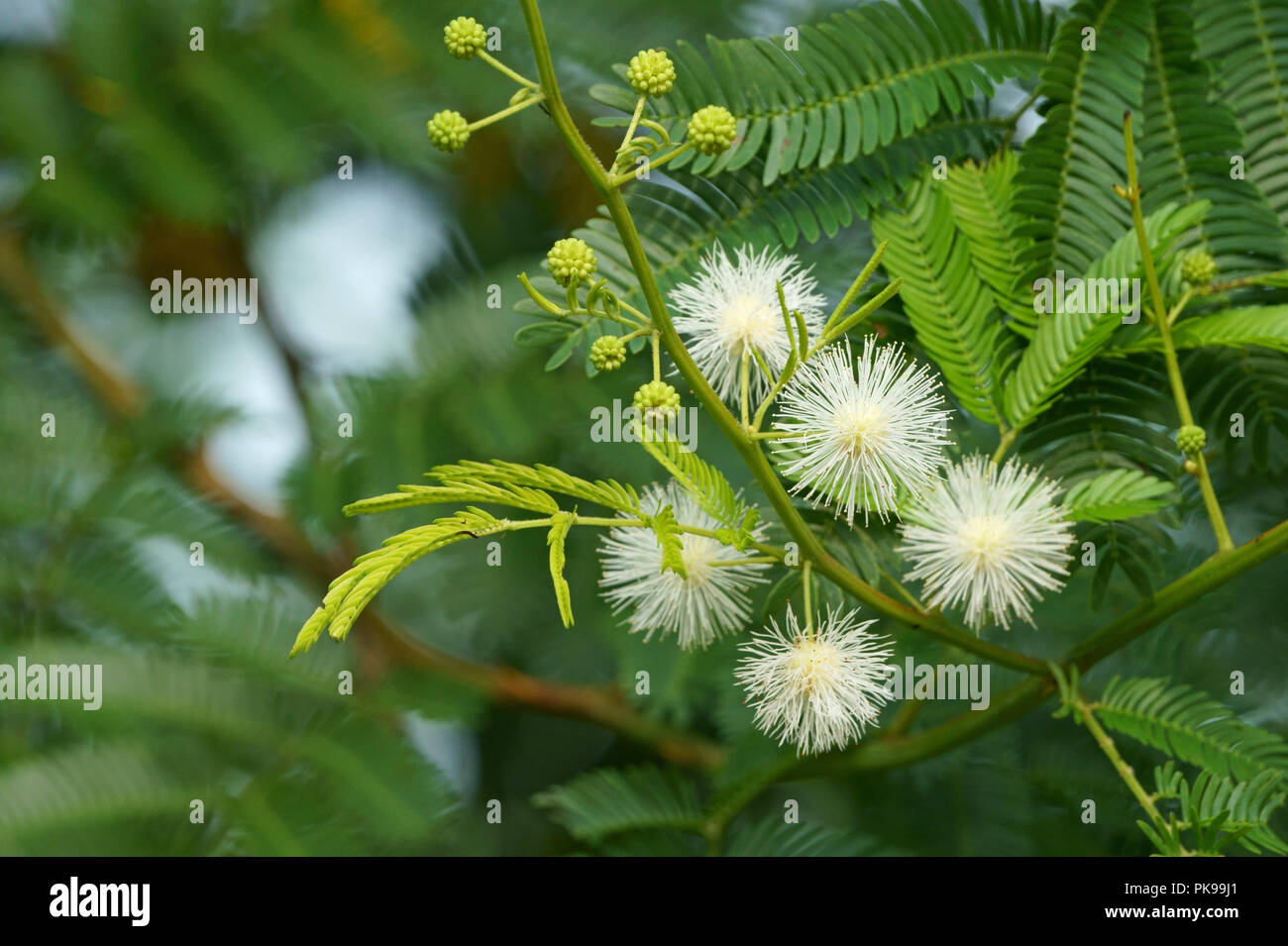 Weiß Mimosa pudica Blumen in frühem Sonnenschein Stockfoto