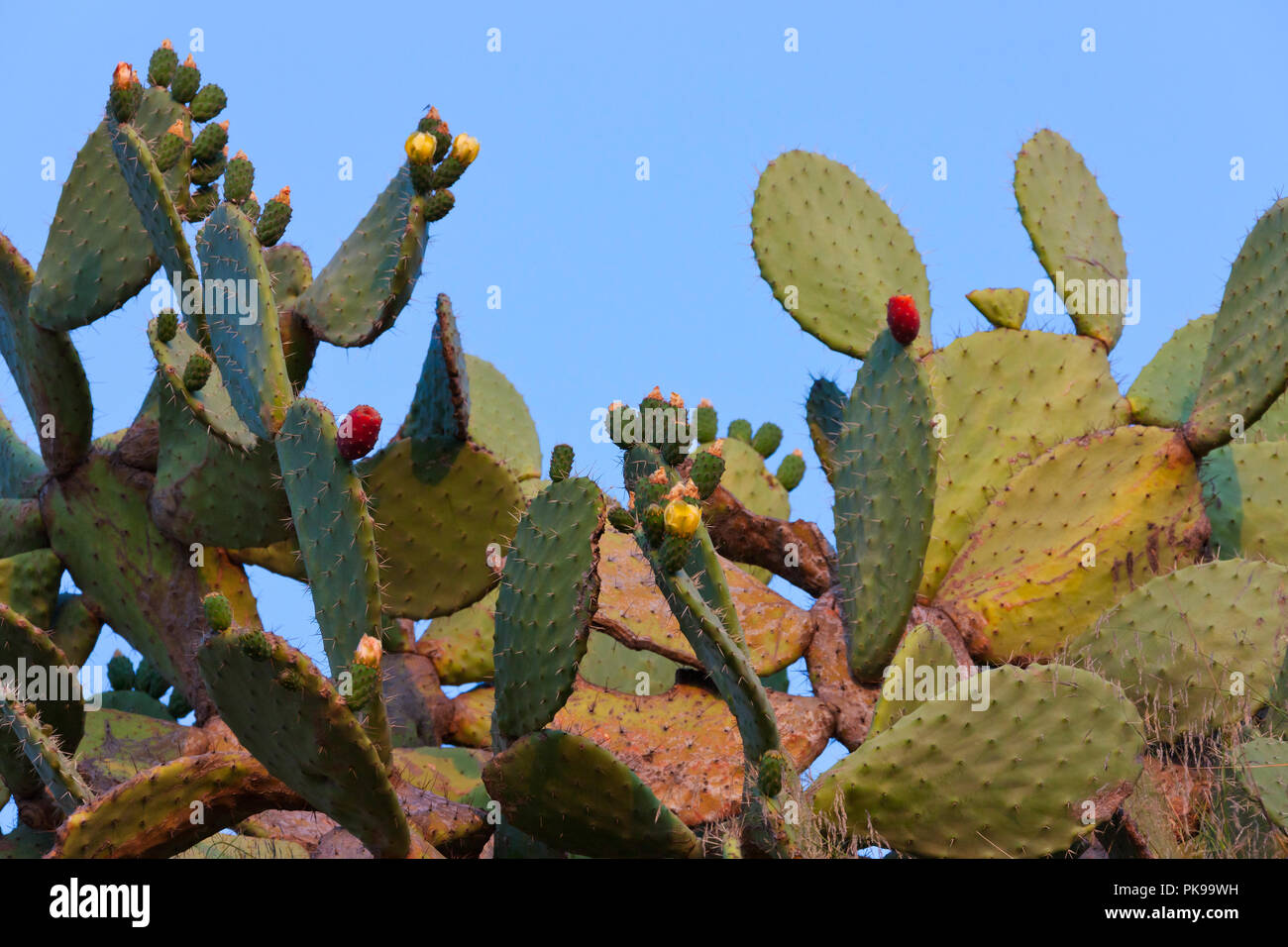 Kakteen, Nafplio, Griechenland Stockfoto