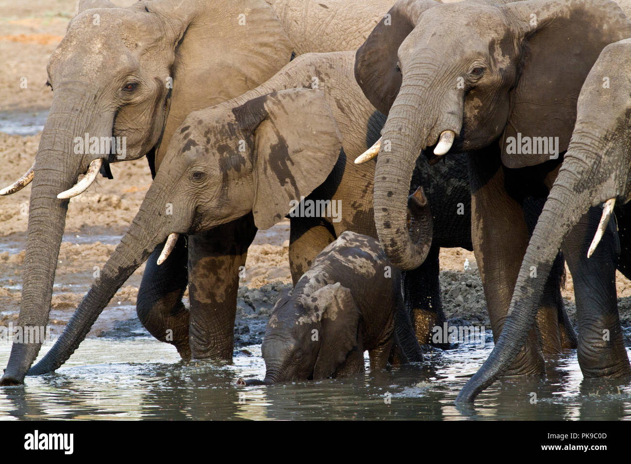 Eine Rasse Herde slakes es Durst in der katuma River. Die Erwachsenen syphon bis etwa fünf Liter einer Zeit mit dem Rüssel, aber für die ersten Monate der Stockfoto