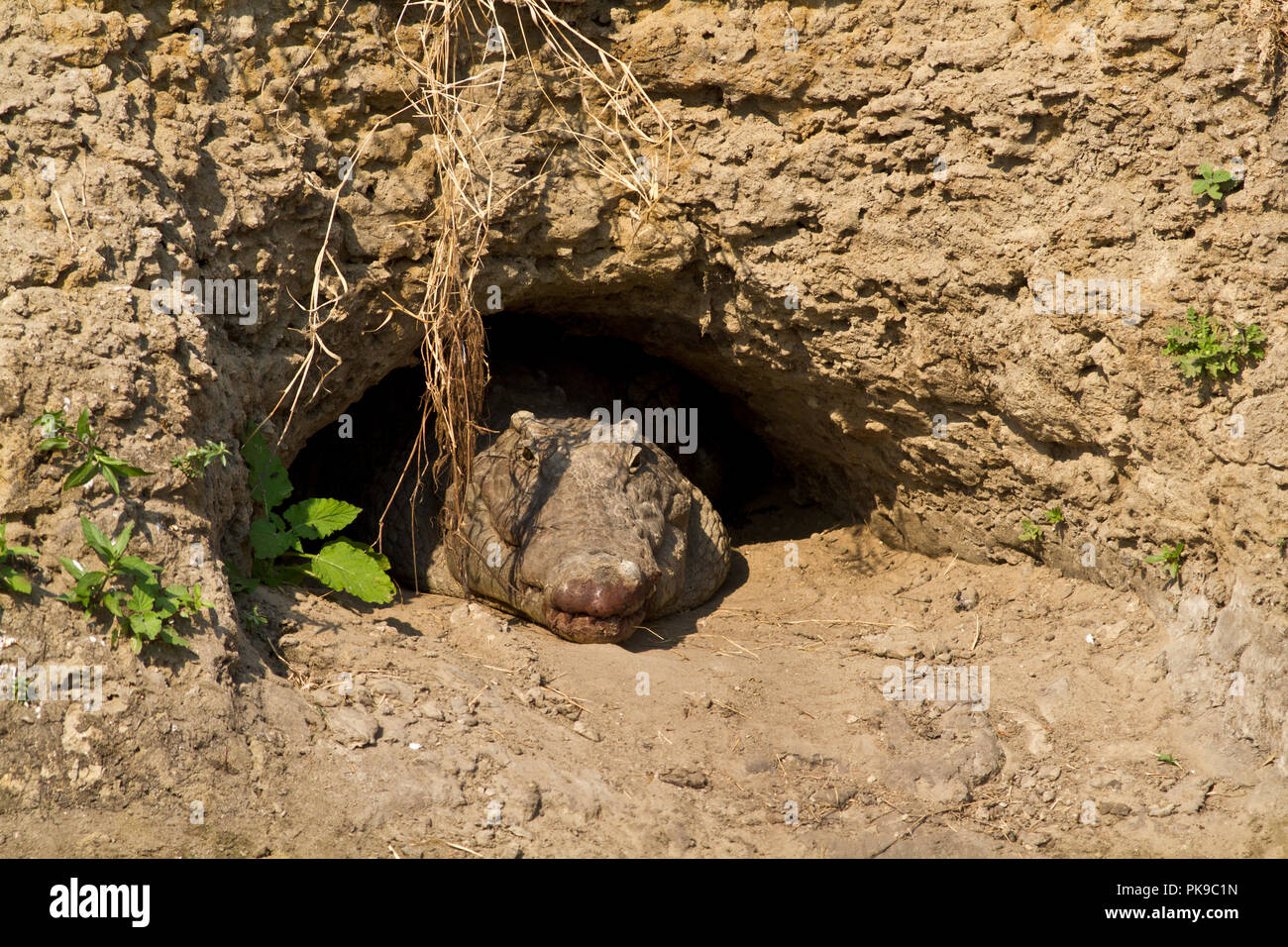 Ein großes Krokodil sucht Zuflucht in der Sonne an einem kühlen, feuchten Höhle in den sandigen Ufern der Katuma Fluss gegraben hat. Diese Höhlen sind häufig verwendet Stockfoto