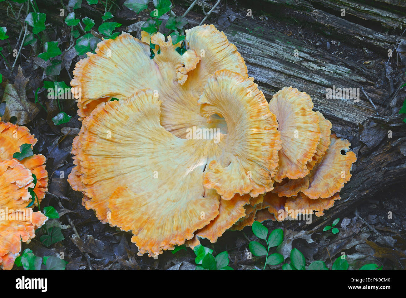 Huhn auf den Wald Pilze (Laetiporus sulfureus). Chicken mushroom genannt, Krabben - Woods, Schwefel polypore und Schwefel Regal auch. Stockfoto