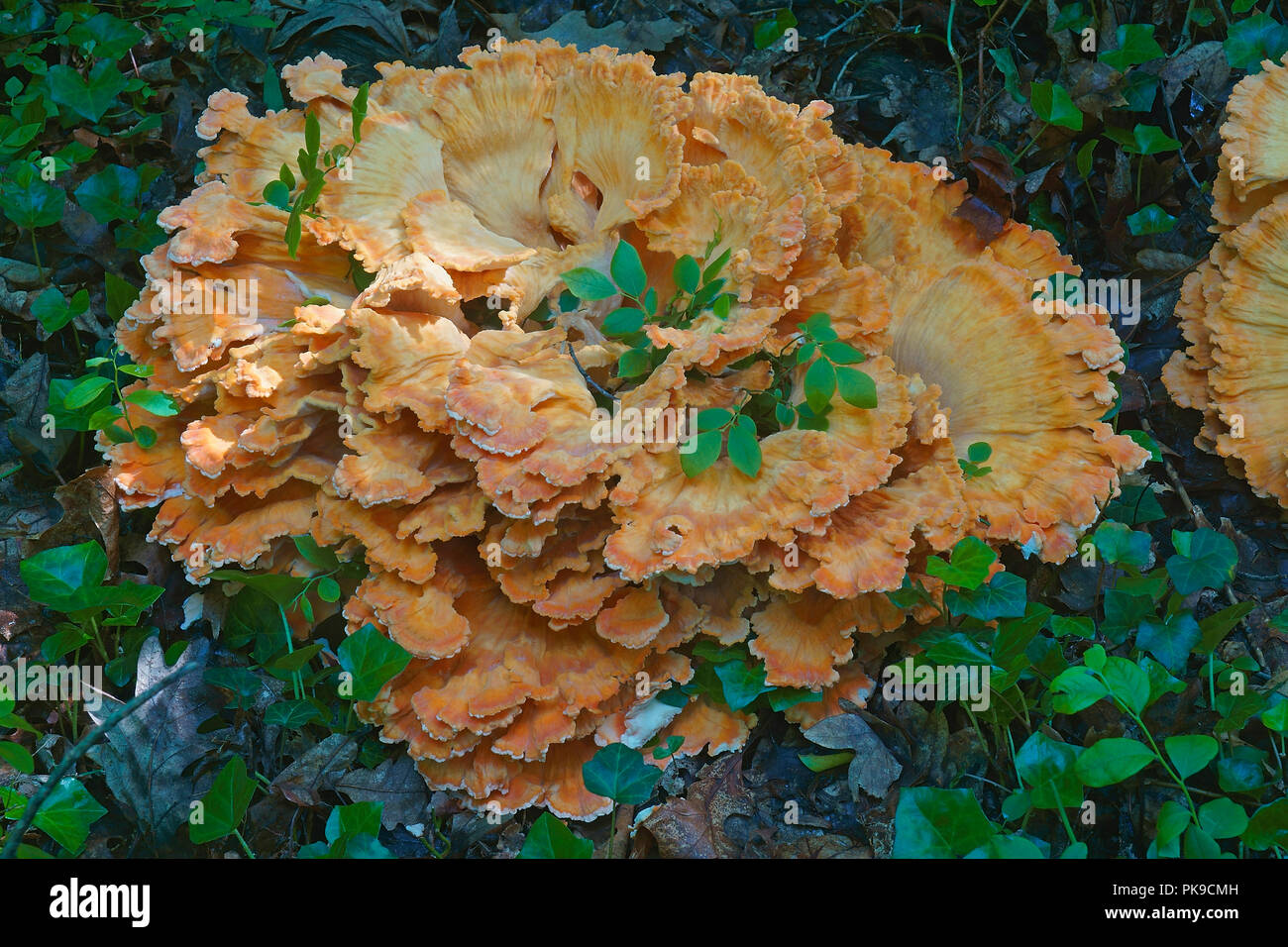 Huhn auf den Wald Pilze (Laetiporus sulfureus). Chicken mushroom genannt, Krabben - Woods, Schwefel polypore und Schwefel Regal auch. Stockfoto