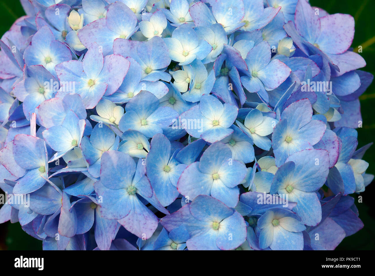 Bigleaf Hortensie (Hydrangea macrophylla). Die franzoesische Hortensie, Lacecap Hortensie, Moppköpfe aus Hortensien, Penny mac und Hortensia auch. Stockfoto