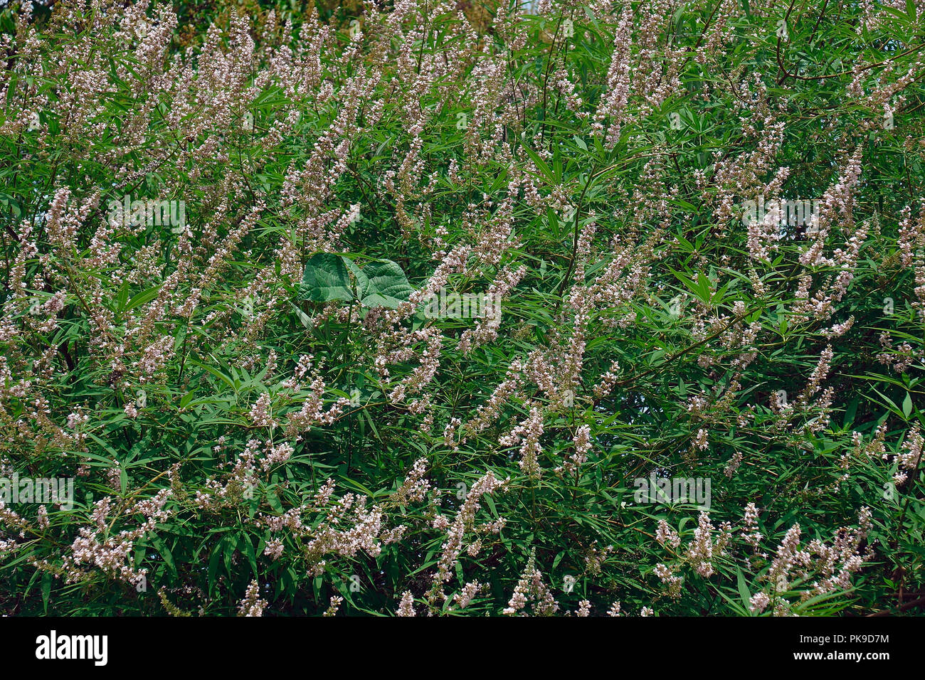 Keusch Baum (Vitex agnus-castus). Aufgerufen Vitex, Chasteberry, Abrahams Balsam, Lila Chastetree und Mönchspfeffer auch. Stockfoto