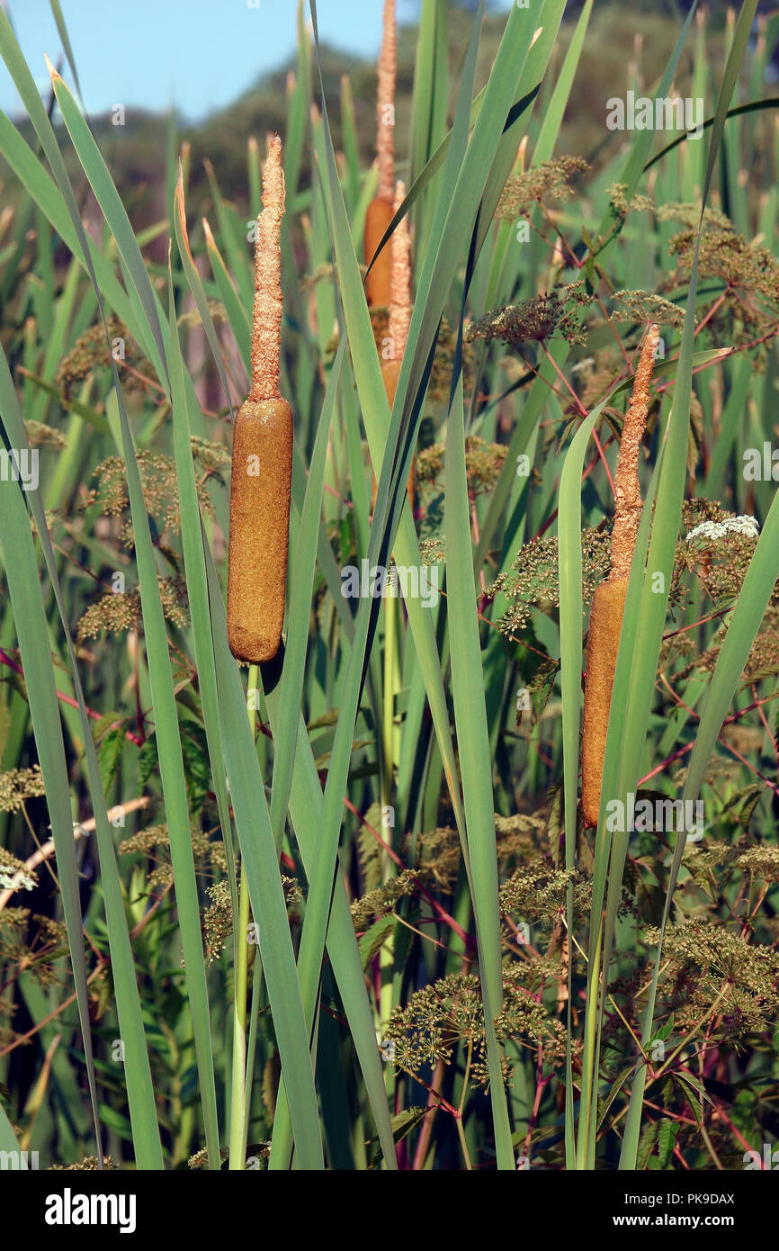 Gemeinsame Rohrkolben (Typha latifolia). Als breitblättrige Cattail, Tolle reedmace, Coopers Reed, Cumbungi. Stockfoto